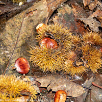 Buy canvas prints of Chestnuts Fallen  by GJS Photography Artist