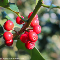 Buy canvas prints of Holy Berries by GJS Photography Artist