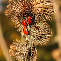 Buy canvas prints of 3 Ladybirds on Seeded Thistle in Autumn Sun by GJS Photography Artist