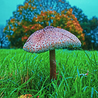 Buy canvas prints of Medusa Mushroom Standing Tall by GJS Photography Artist