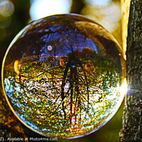 Buy canvas prints of Photo Ball In The Woods Golden Sunlight Breaking by GJS Photography Artist