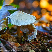Buy canvas prints of Snowy Waxcap Fungi in Detail by GJS Photography Artist
