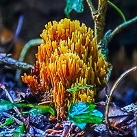 Buy canvas prints of Coral Fungi by GJS Photography Artist
