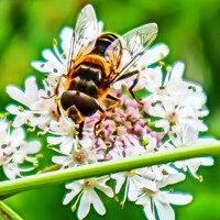 Buy canvas prints of Honey Bee in Detail by GJS Photography Artist