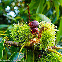 Buy canvas prints of Chestnuts Breaking Open  by GJS Photography Artist