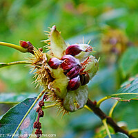 Buy canvas prints of Chestnuts Breaking Open by GJS Photography Artist