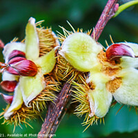 Buy canvas prints of Chestnuts Breaking Open from their husks by GJS Photography Artist