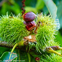 Buy canvas prints of Chestnuts Breaking Open by GJS Photography Artist