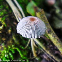 Buy canvas prints of A Lone Grisette Mushroom  by GJS Photography Artist
