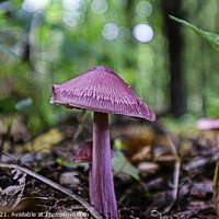 Buy canvas prints of Rosy Bonnet Mushroom  by GJS Photography Artist