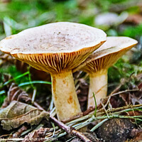 Buy canvas prints of Funnel Cap Mushrooms by GJS Photography Artist
