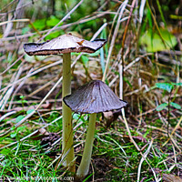 Buy canvas prints of Pleated Inkcap Fungus by GJS Photography Artist