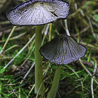 Buy canvas prints of Pleated Inkcap Fungus  by GJS Photography Artist