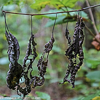 Buy canvas prints of Dead Rotting Leaves Hanging  by GJS Photography Artist