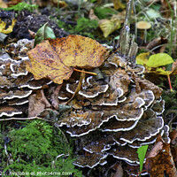 Buy canvas prints of Hen of The Woods Fungi by GJS Photography Artist