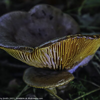 Buy canvas prints of Milkcap Ribs Glowing by GJS Photography Artist