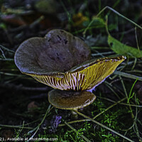 Buy canvas prints of Milkcap Ribs Glowing by GJS Photography Artist