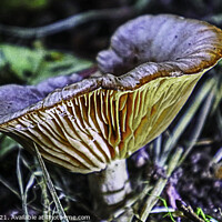Buy canvas prints of Milkcap with Glowing Ribs by GJS Photography Artist