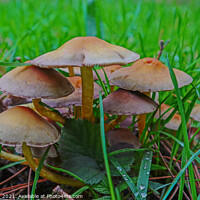 Buy canvas prints of Mushroom Cluster by GJS Photography Artist
