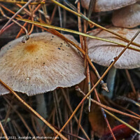 Buy canvas prints of Colour in Fungi by GJS Photography Artist