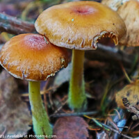 Buy canvas prints of Golden Fungi by GJS Photography Artist