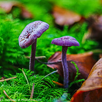 Buy canvas prints of Amethyst Deceiver by GJS Photography Artist