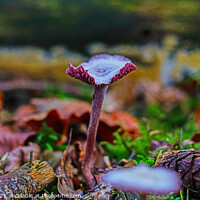Buy canvas prints of Amethyst Deceiver by GJS Photography Artist