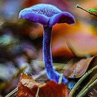 Buy canvas prints of Amethyst Deceiver  by GJS Photography Artist