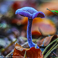 Buy canvas prints of Amethyst Deceiver  by GJS Photography Artist