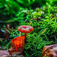Buy canvas prints of Scarlet Waxcap in Haircap Moss and Autumn Leaf  by GJS Photography Artist