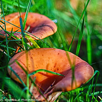 Buy canvas prints of Curry Scented Milkcap  by GJS Photography Artist