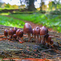 Buy canvas prints of Little People of Bintree Woods by GJS Photography Artist