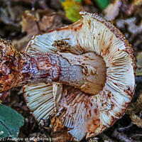 Buy canvas prints of Uprooted Mushroom  by GJS Photography Artist