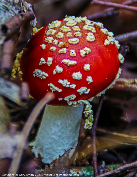 Fly Agaric (Alice in Wonderland) Picture Board by GJS Photography Artist