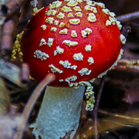 Buy canvas prints of Fly Agaric (Alice in Wonderland) by GJS Photography Artist