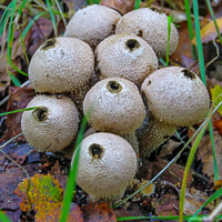 Buy canvas prints of Common Puffballs Blown Out! by GJS Photography Artist