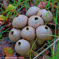 Buy canvas prints of Common Puffballs in HDR by GJS Photography Artist