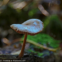 Buy canvas prints of Detailed Mushroom Fungi on Stump by GJS Photography Artist