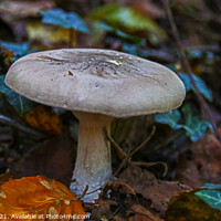 Buy canvas prints of Single Mushroom with Green Ivy Leaves by GJS Photography Artist