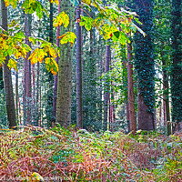 Buy canvas prints of Trees and Ferns by GJS Photography Artist
