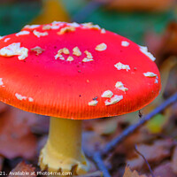 Buy canvas prints of Fly Agaric (Alice in Wonderland) HDR by GJS Photography Artist
