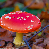 Buy canvas prints of Fly Agaric (Alice in Wonderland) HDR by GJS Photography Artist