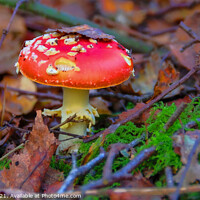 Buy canvas prints of Fly Agaric (Alice in Wonderland) in Leaves by GJS Photography Artist