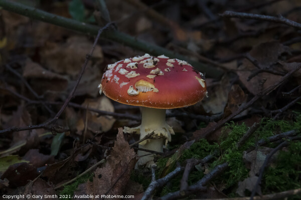 Fly Agaric (Alice in Wonderland) Dark Picture Board by GJS Photography Artist