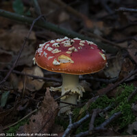 Buy canvas prints of Fly Agaric (Alice in Wonderland) Dark by GJS Photography Artist
