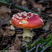 Buy canvas prints of Fly Agaric (Alice in Wonderland)  by GJS Photography Artist