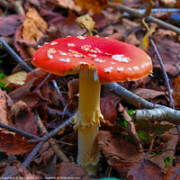Buy canvas prints of Fly Agaric (Alice in Wonderland) in HDR by GJS Photography Artist