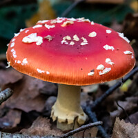 Buy canvas prints of Fly Agaric (Alice in Wonderland) & Dying Fly by GJS Photography Artist