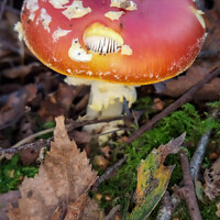 Buy canvas prints of Fly Agaric (Alice in Wonderland) Holy by GJS Photography Artist