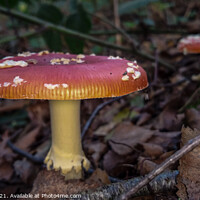 Buy canvas prints of Fly Agaric (Alice in Wonderland) x2  by GJS Photography Artist